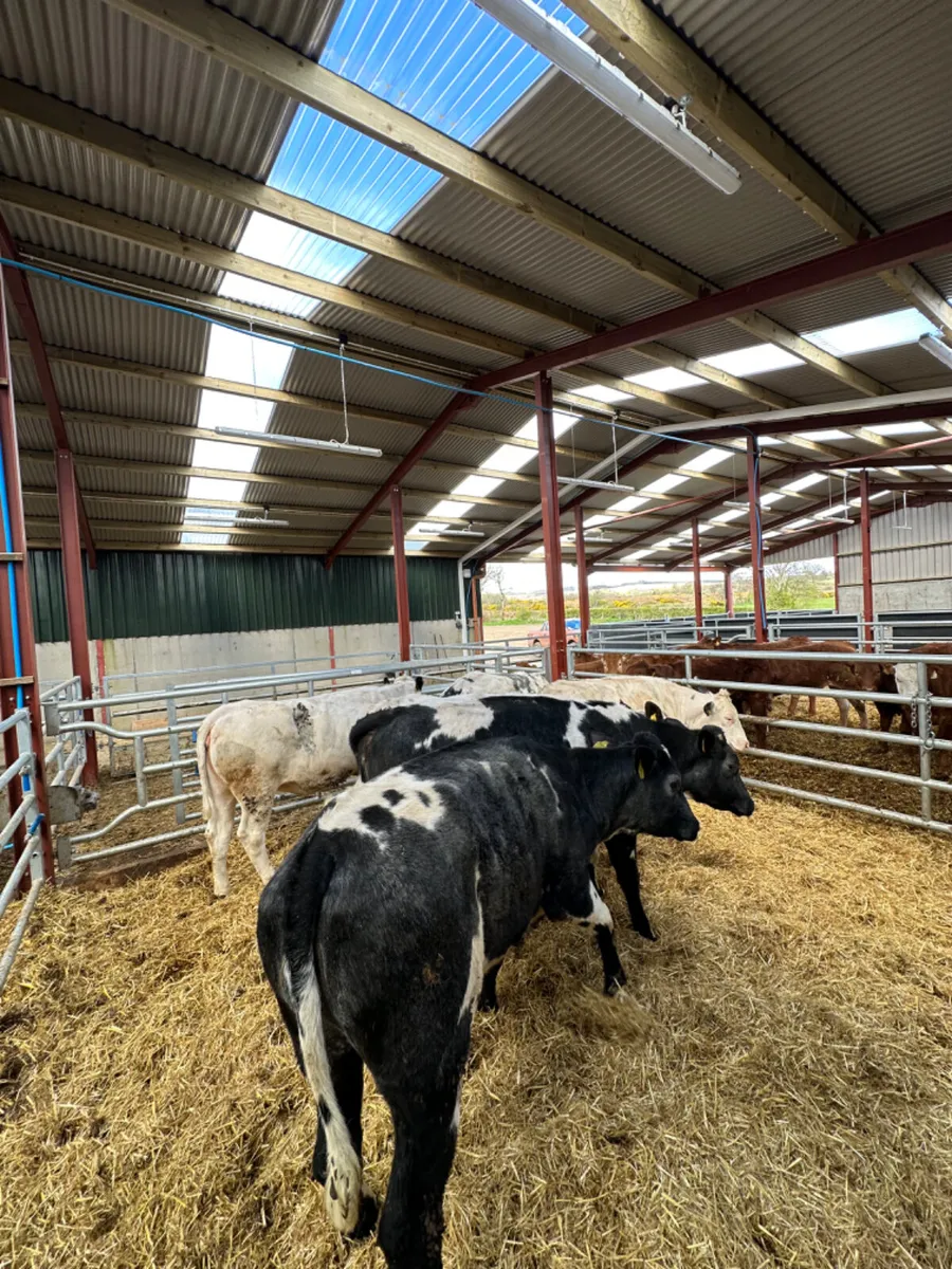 Blue heifers - Image 3