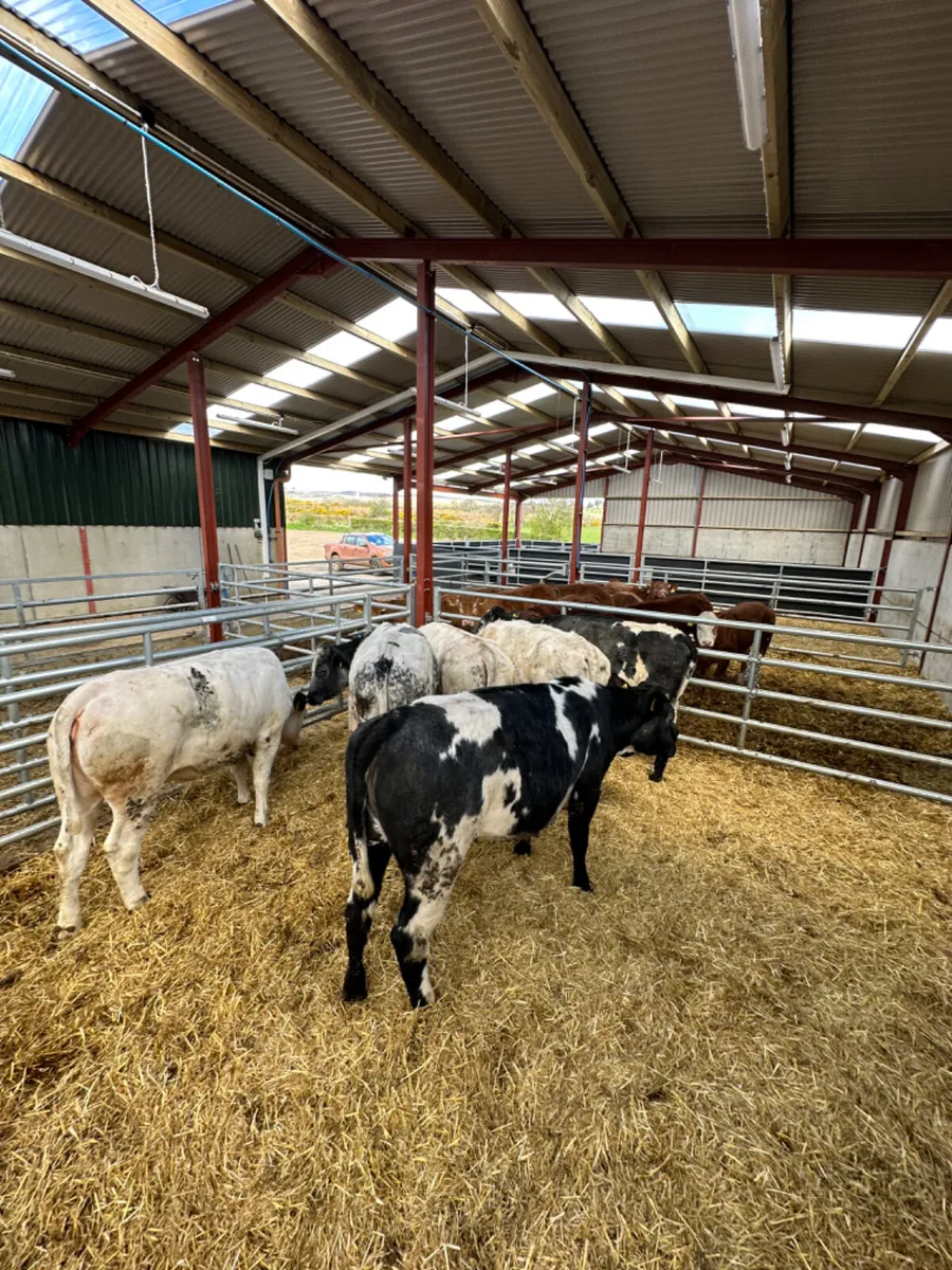Blue heifers - Image 4