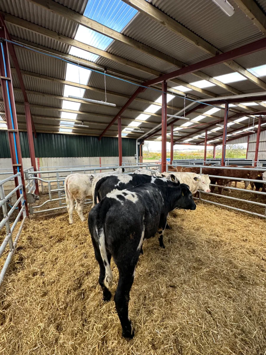 Blue heifers - Image 2