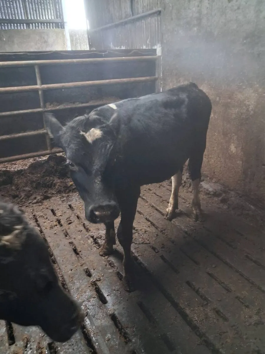 Friesian bull - Image 1