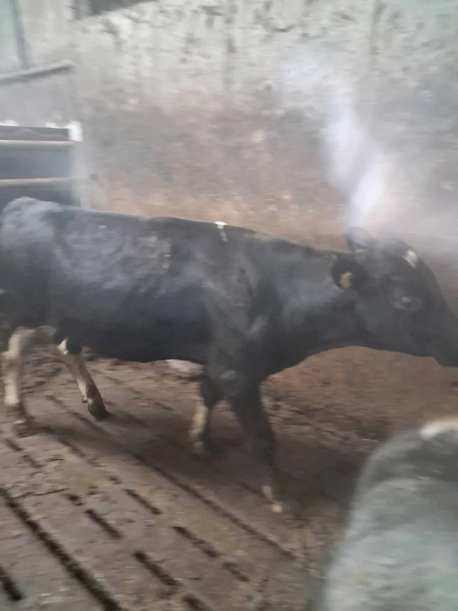 Friesian bull - Image 2