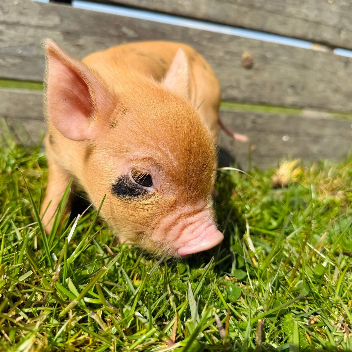 Mini Pigs- New Litter! - Image 3