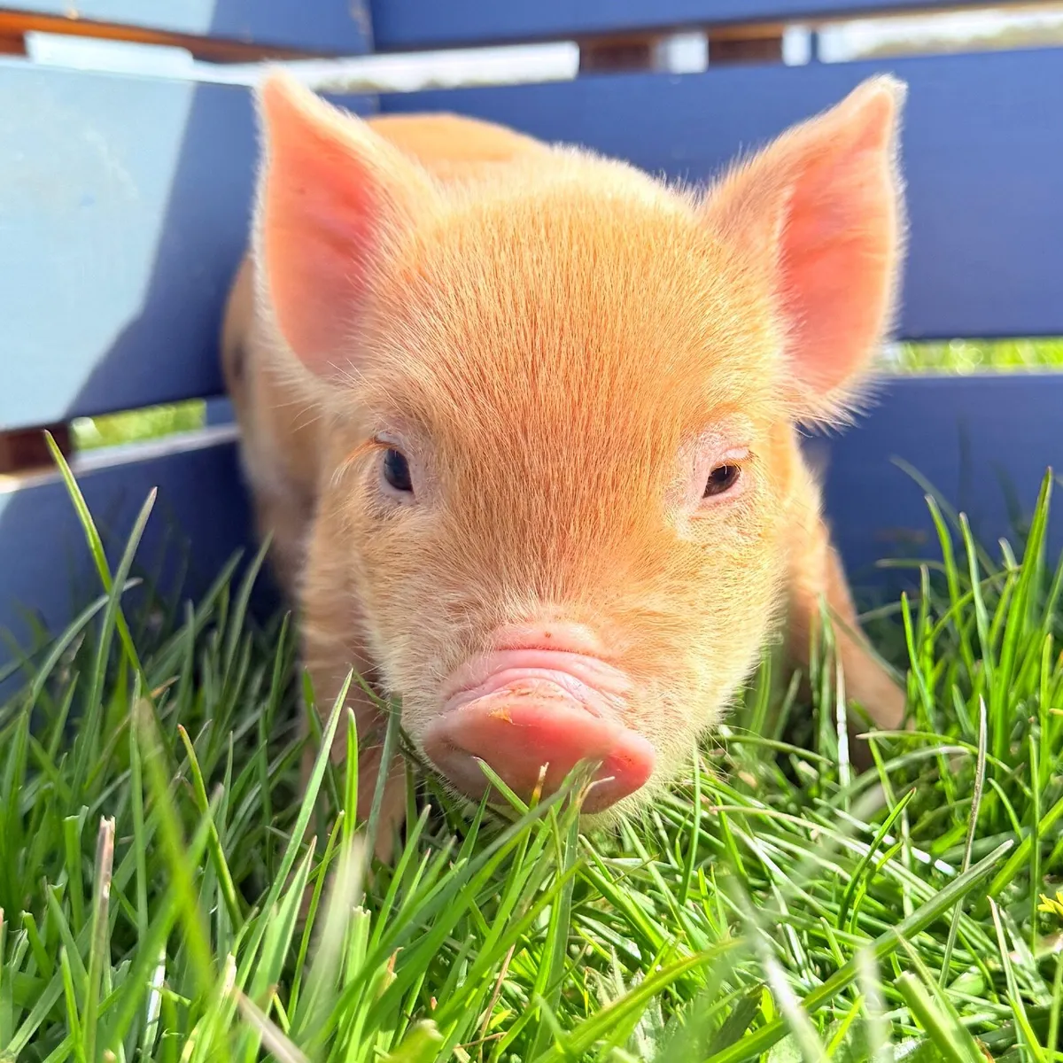 Mini Pigs- New Litter! - Image 1