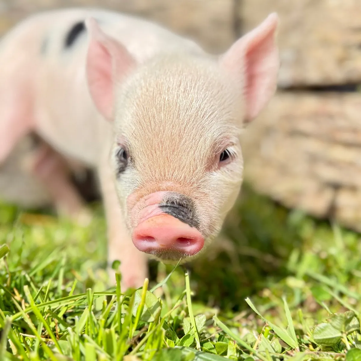 Mini Pigs- New Litter! - Image 2