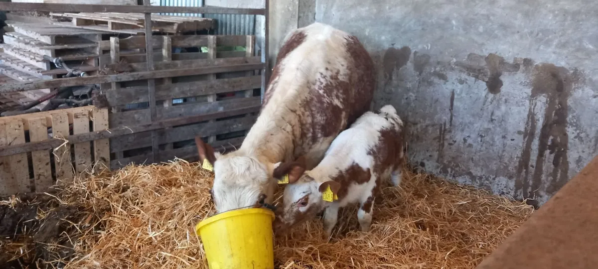 Pedigree Irish Moiled Heifer and Calve at foot - Image 1