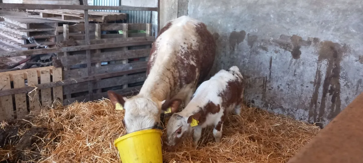 Pedigree Irish Moiled Heifer and Calve at foot - Image 2
