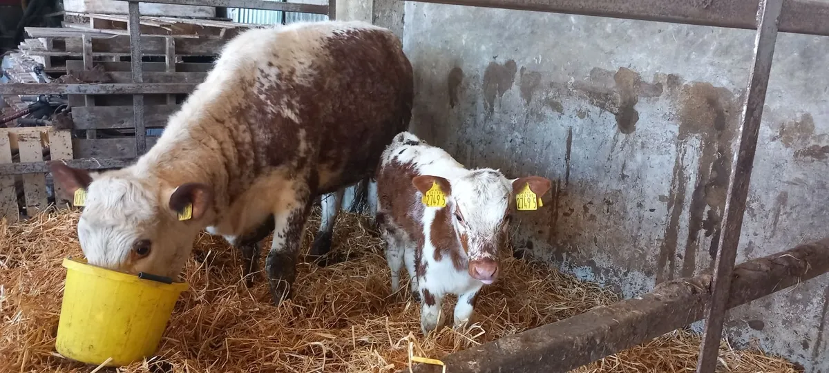 Pedigree Irish Moiled Heifer and Calve at foot - Image 4