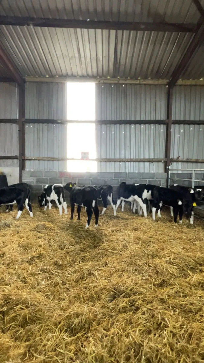 High EBI Friesian Heifer Calves - Image 1