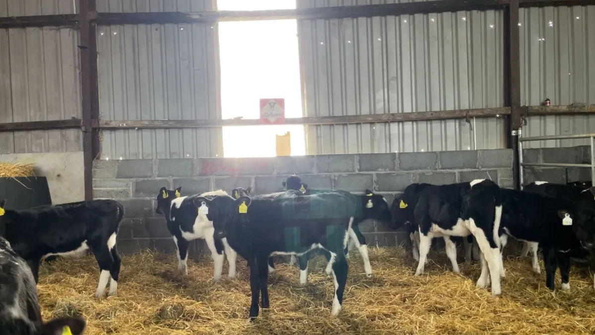 High EBI Friesian Heifer Calves - Image 2