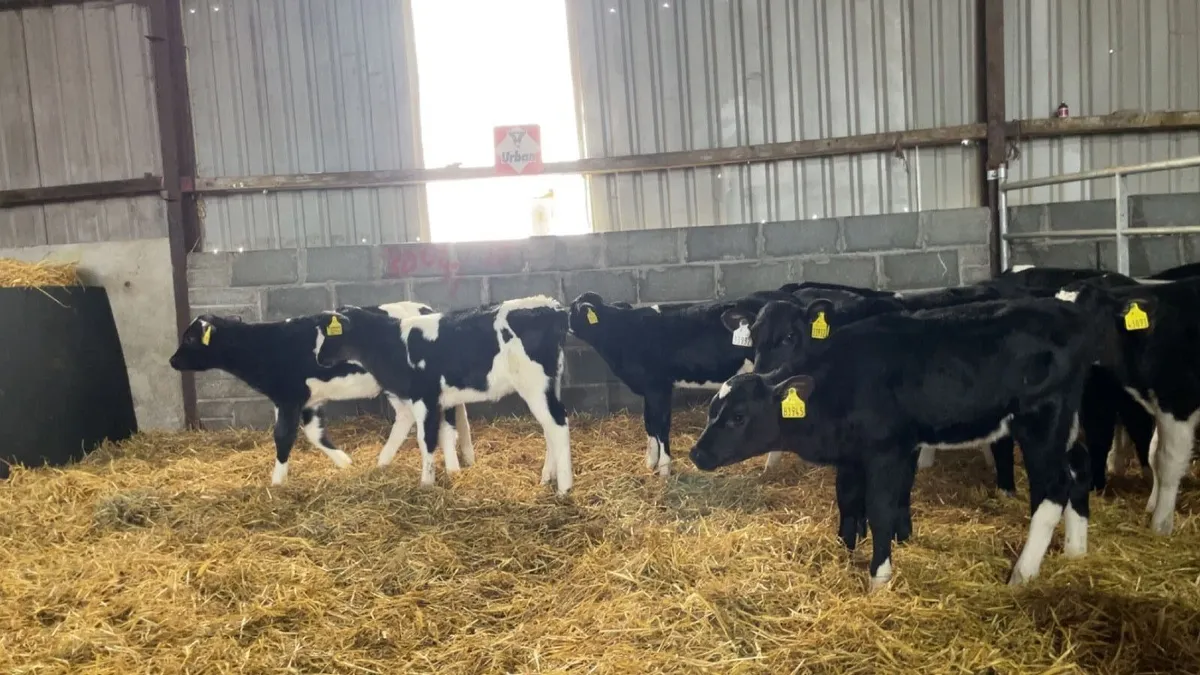 High EBI Friesian Heifer Calves - Image 3