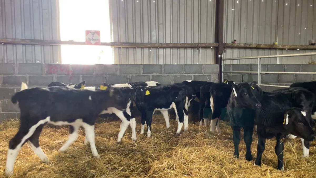 High EBI Friesian Heifer Calves - Image 4