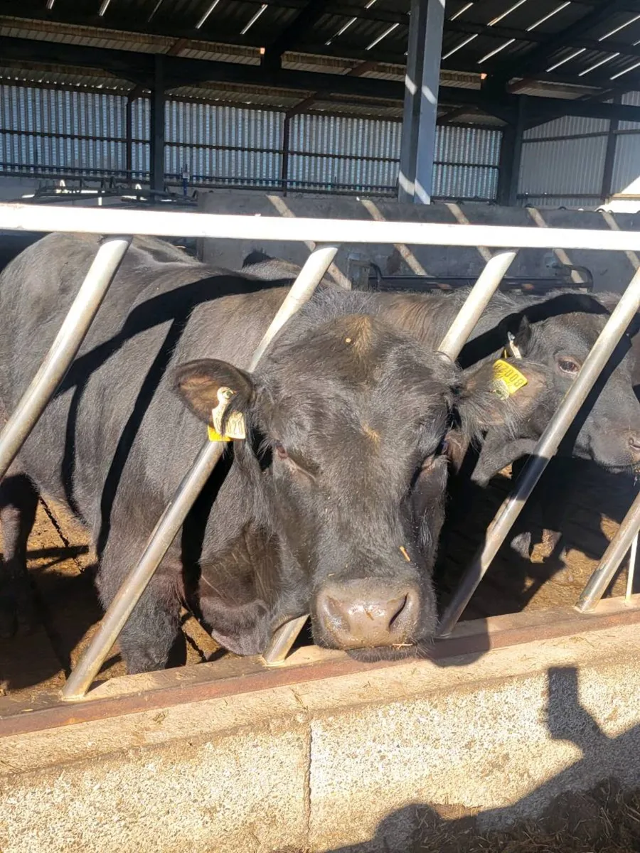 Pedigree Aberdeen Angus Bulls - Image 3