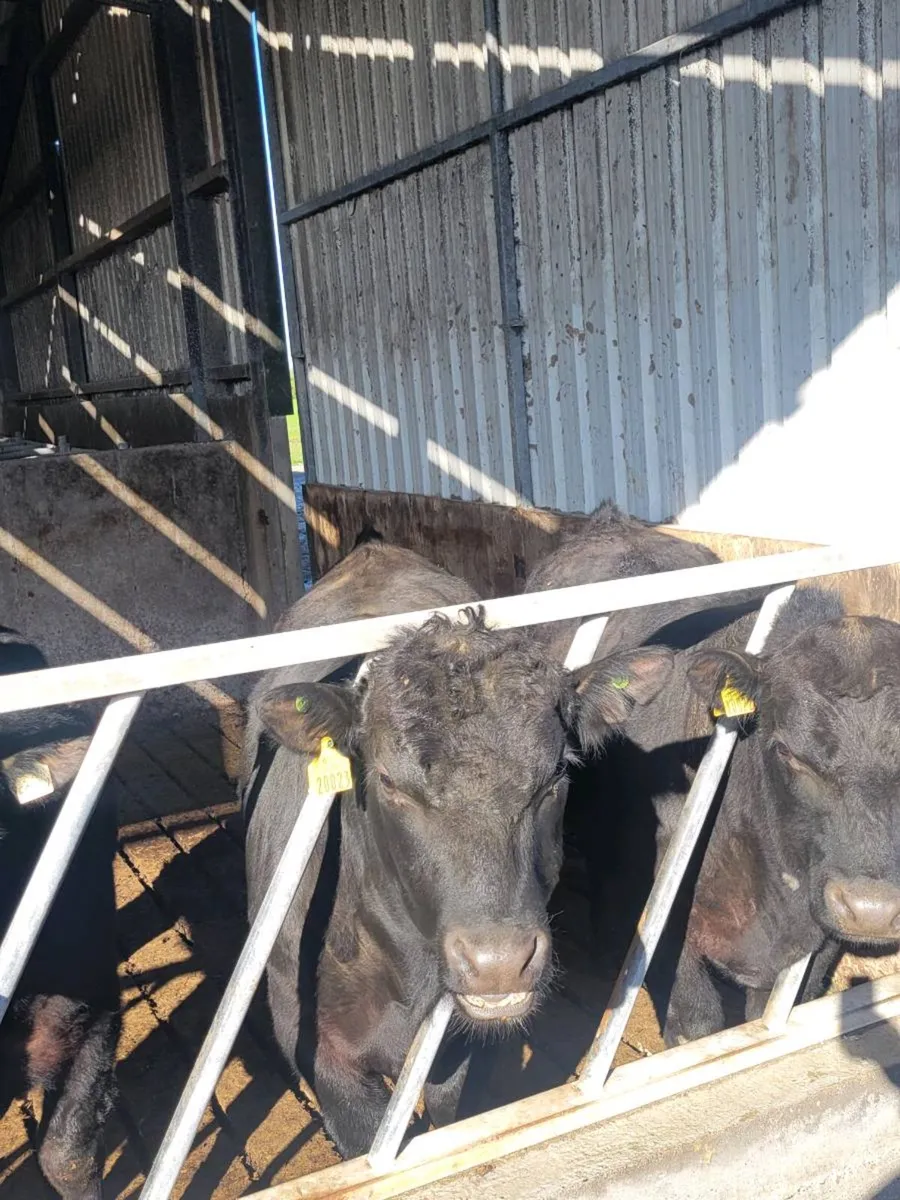 Pedigree Aberdeen Angus Bulls - Image 1