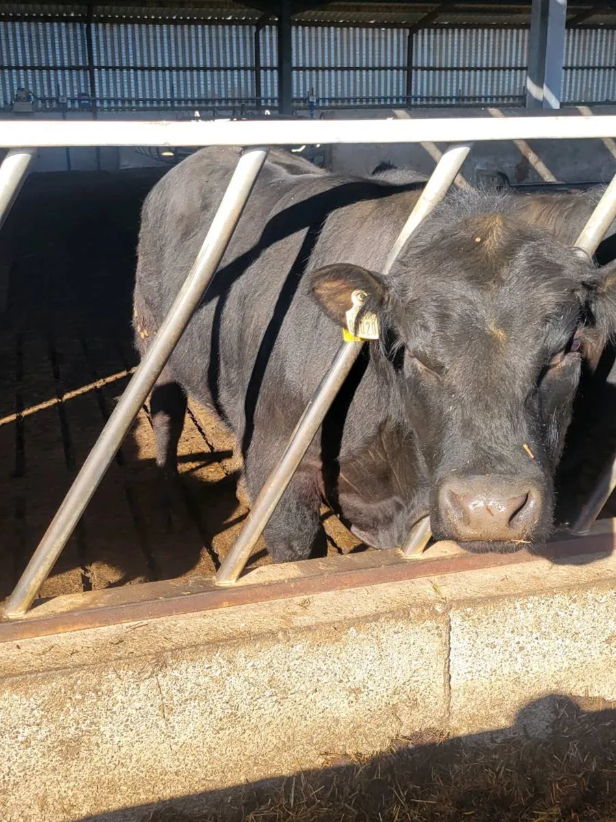 Pedigree Aberdeen Angus Bulls - Image 4