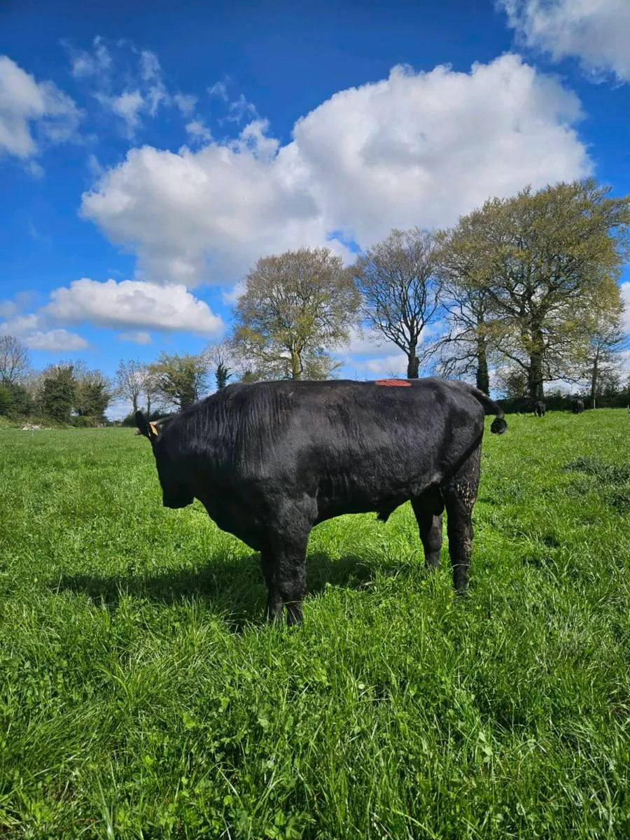 2 Angus teaser bulls - Image 1