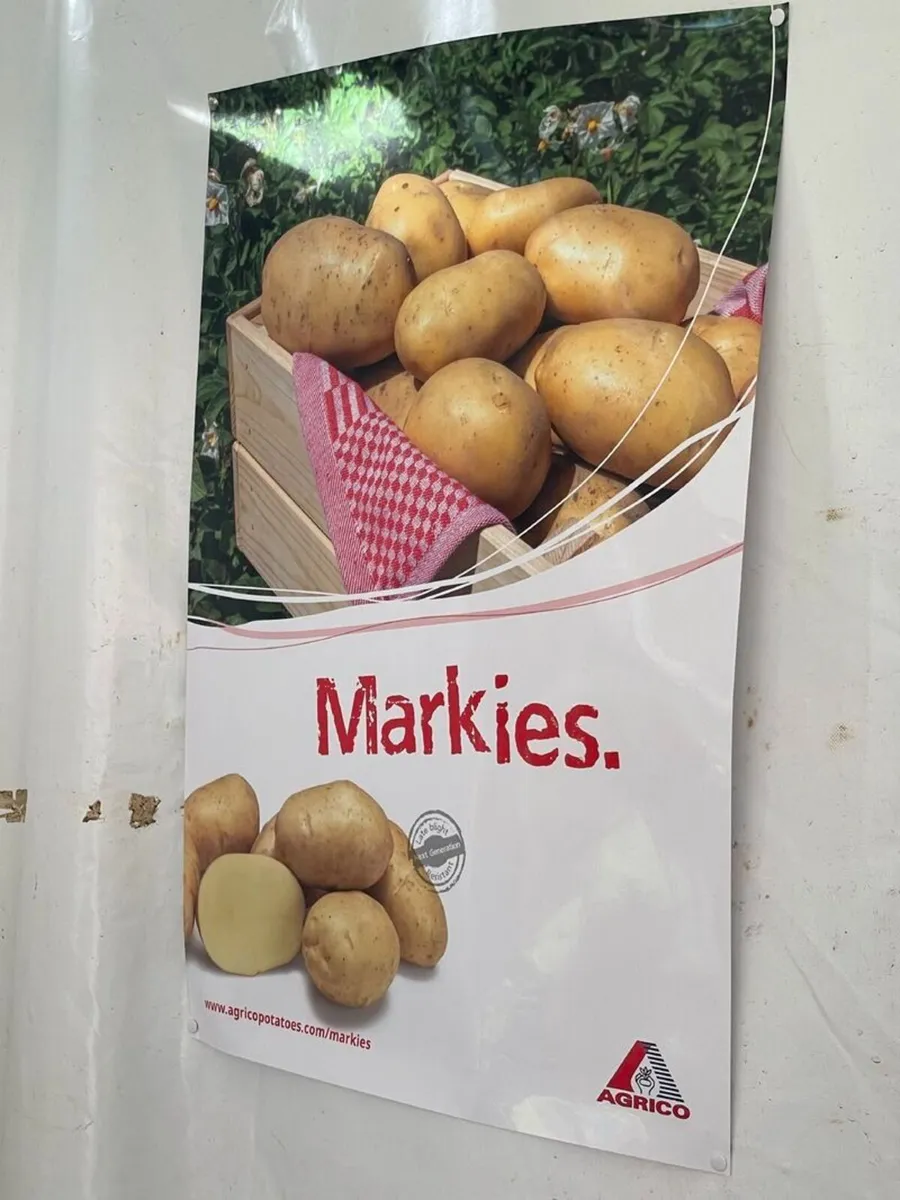 Chipping Potatoes for sale - Image 2