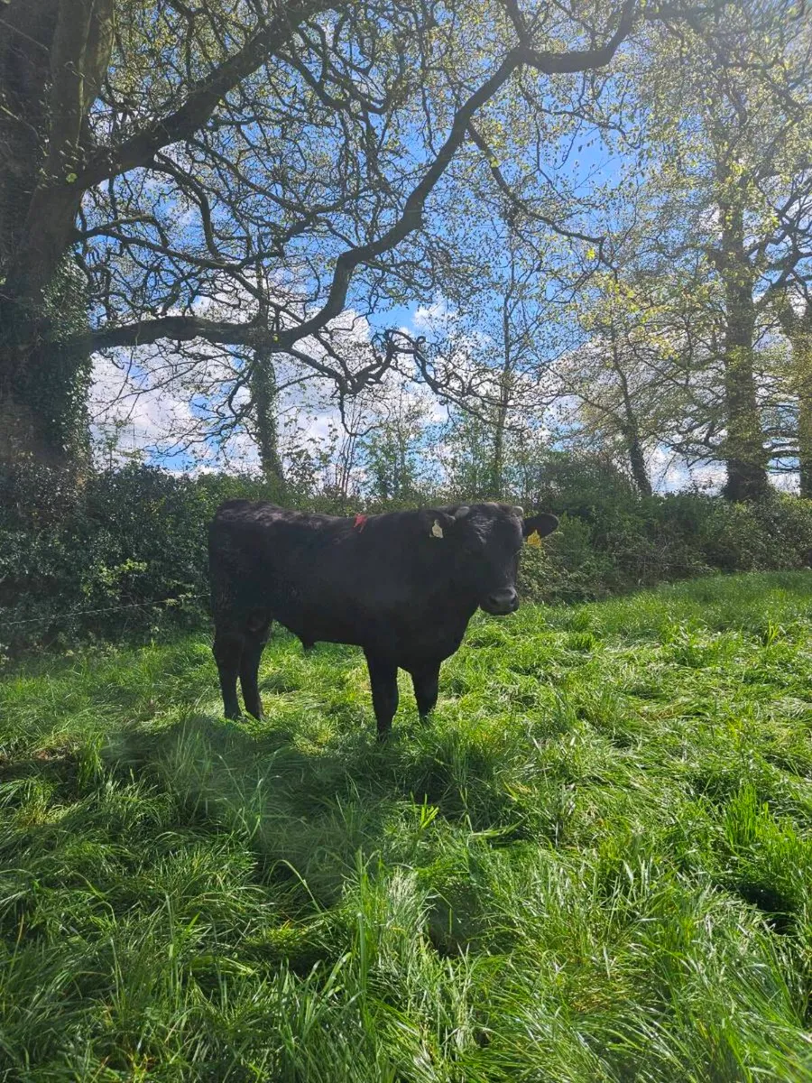 2 Angus teaser bulls - Image 2