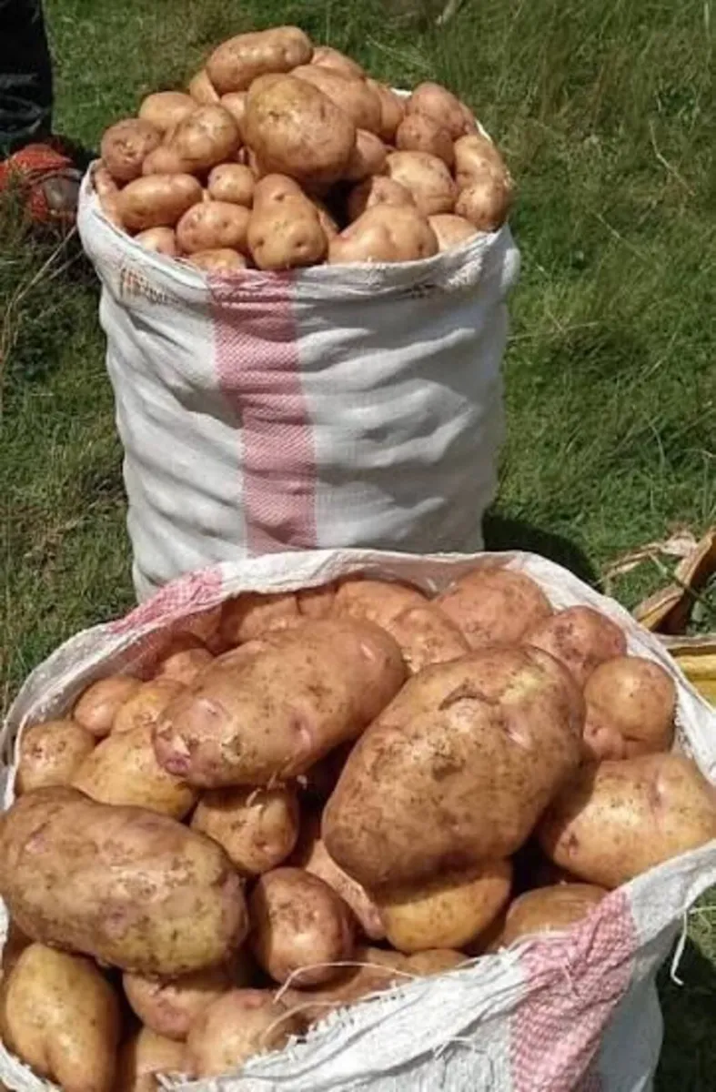 Chipping Potatoes for sale - Image 1