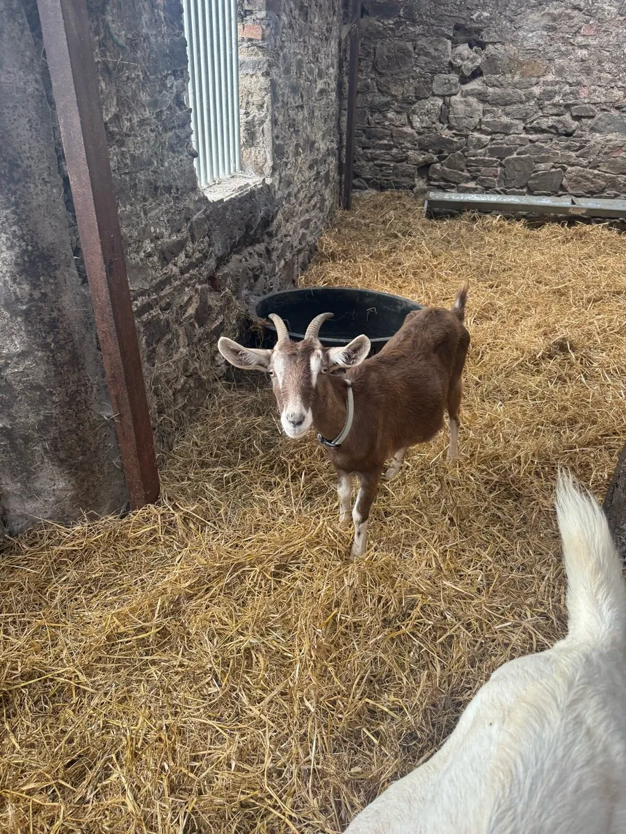 2 female goats - Image 3