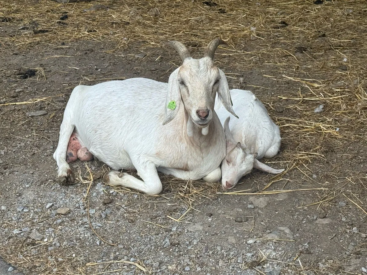 2 female goats - Image 1