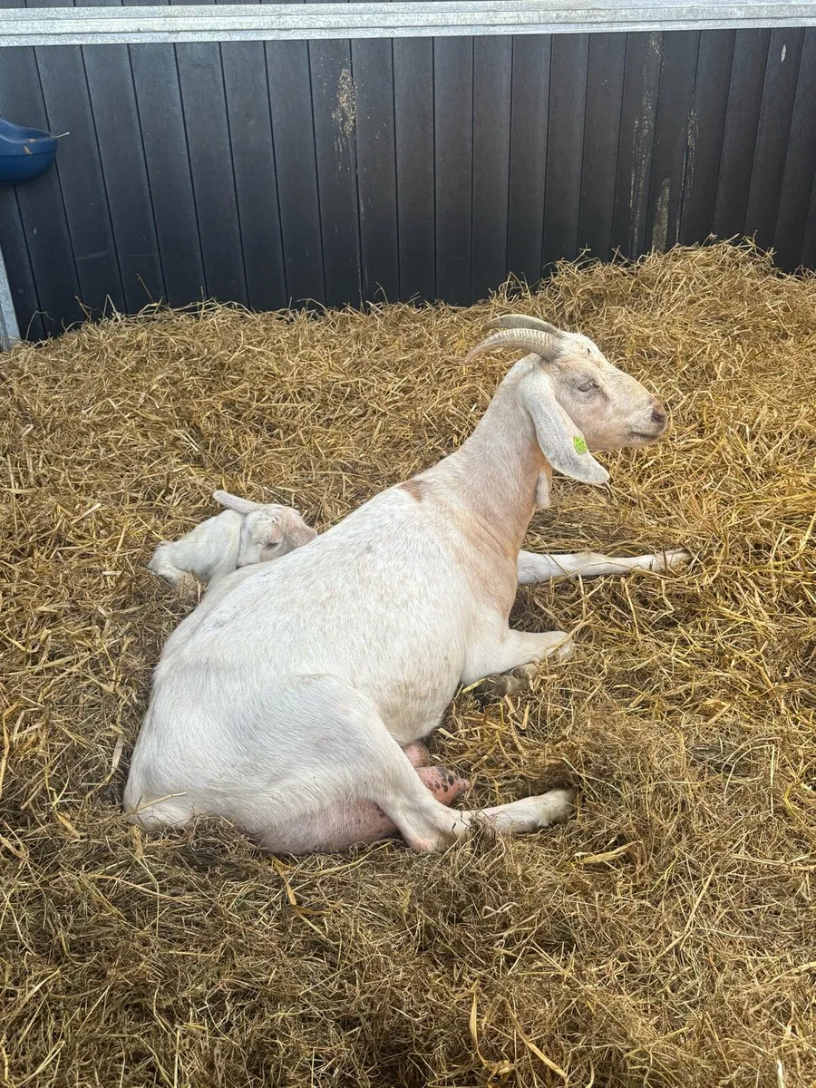 2 female goats - Image 4