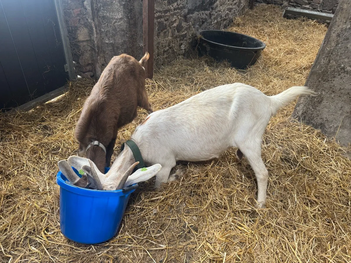 2 female goats - Image 2