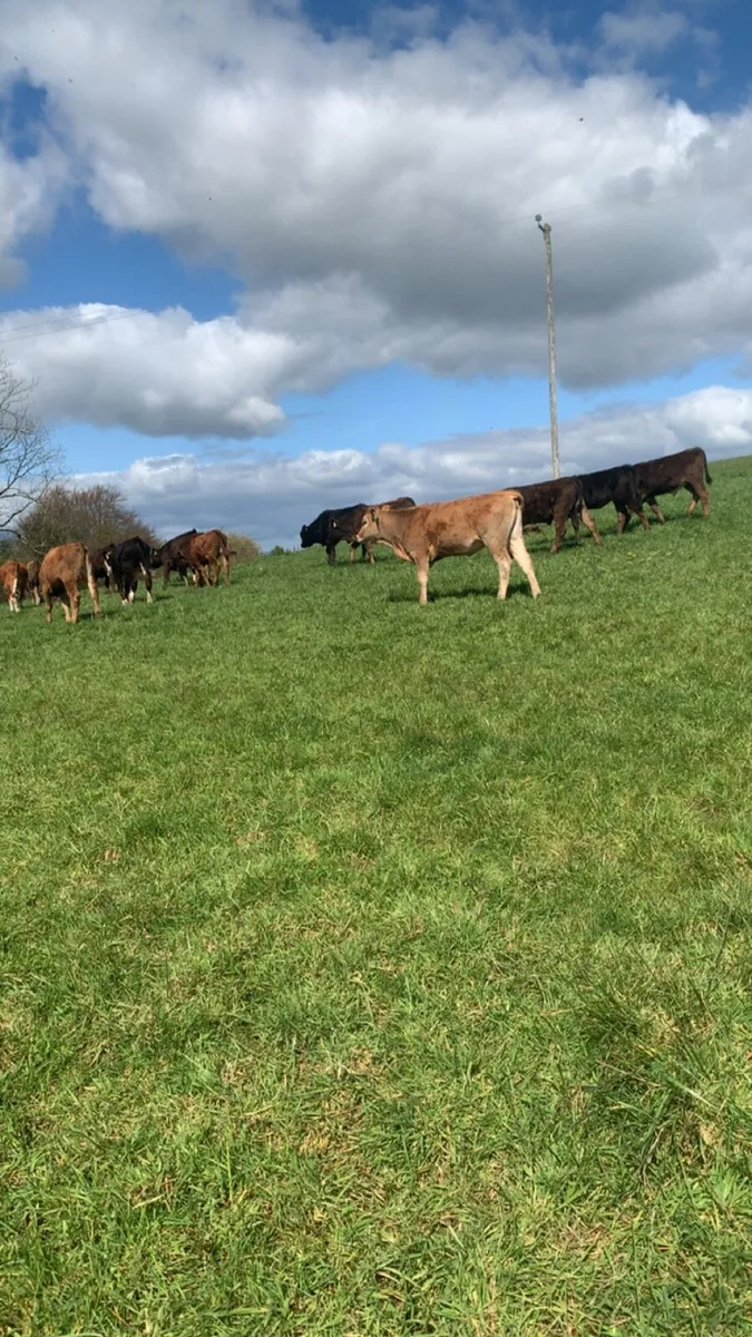Super grass calves - Image 1