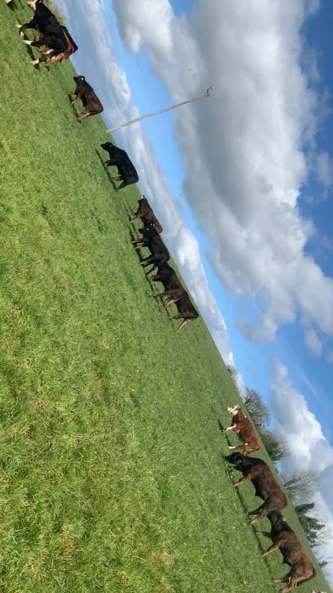 Super grass calves - Image 2