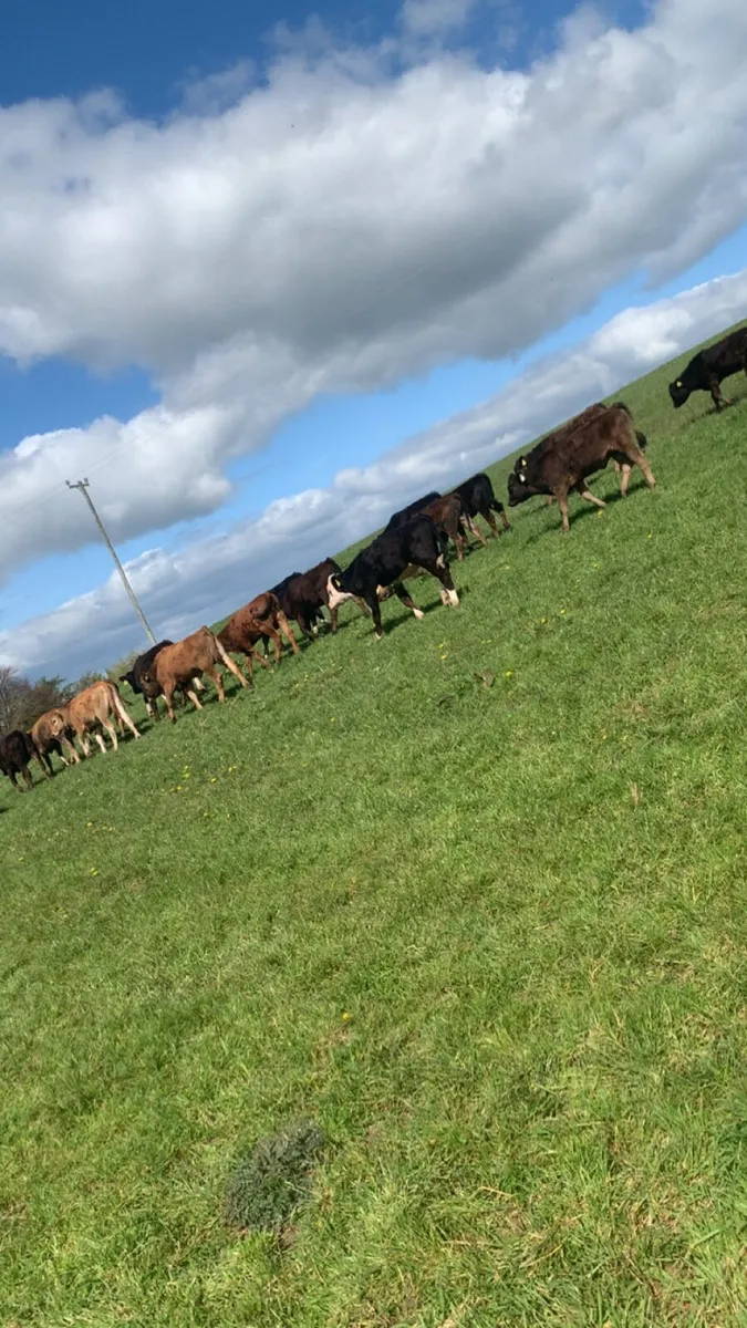 Super grass calves - Image 4