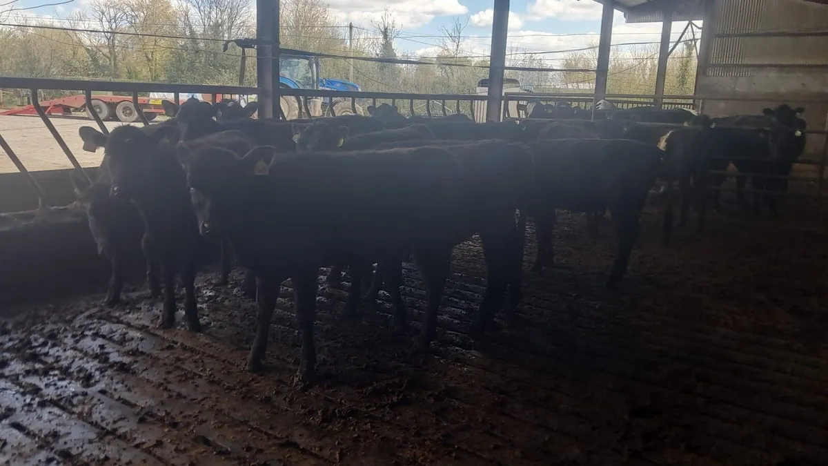 14 Angus hefirs - Image 1