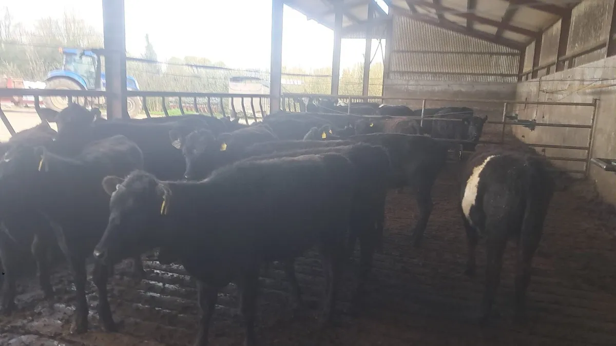 14 Angus hefirs - Image 2