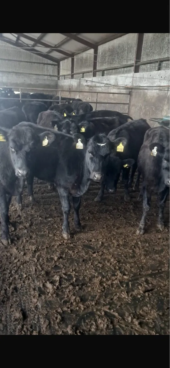 14 Angus hefirs - Image 3