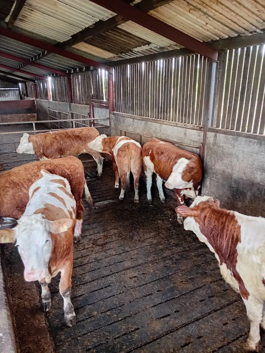 Simmental heifers - Image 1