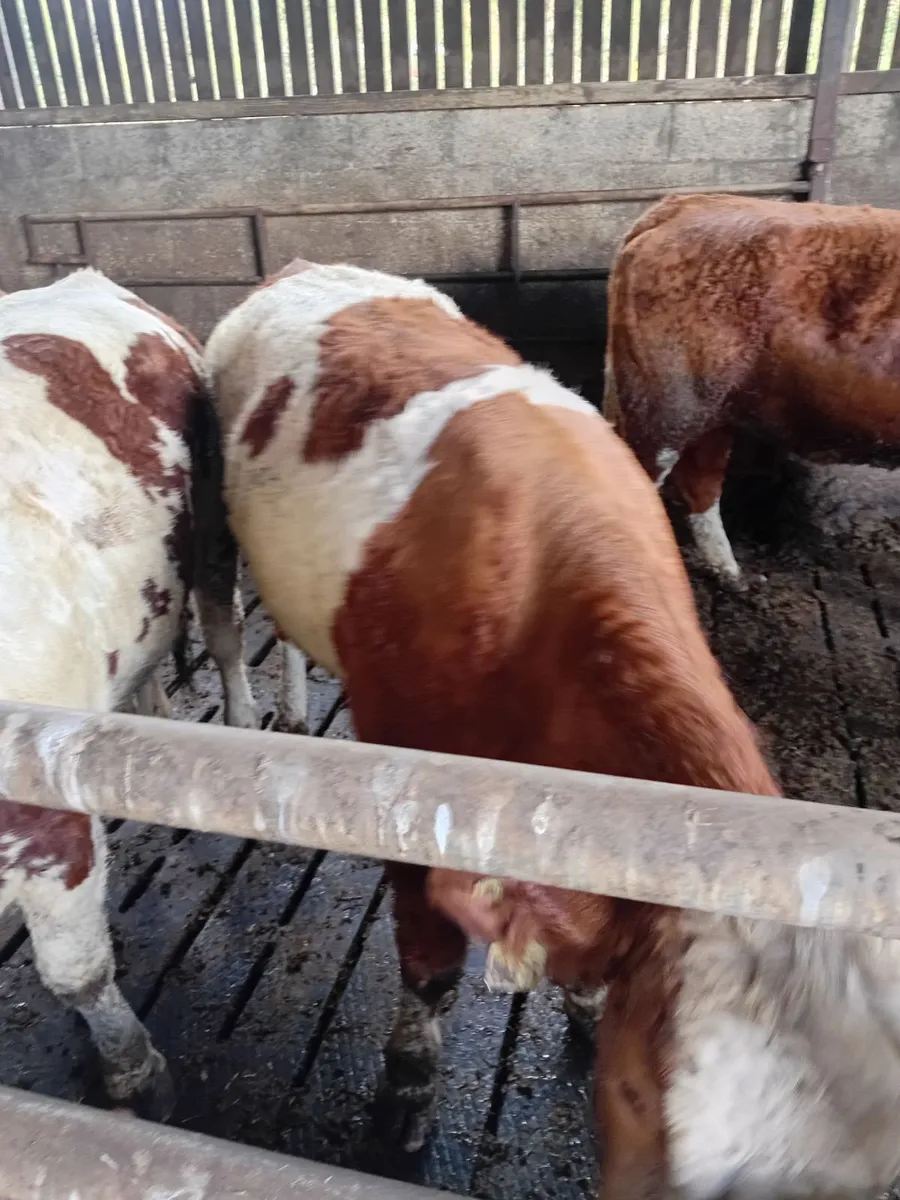 Simmental heifers - Image 2