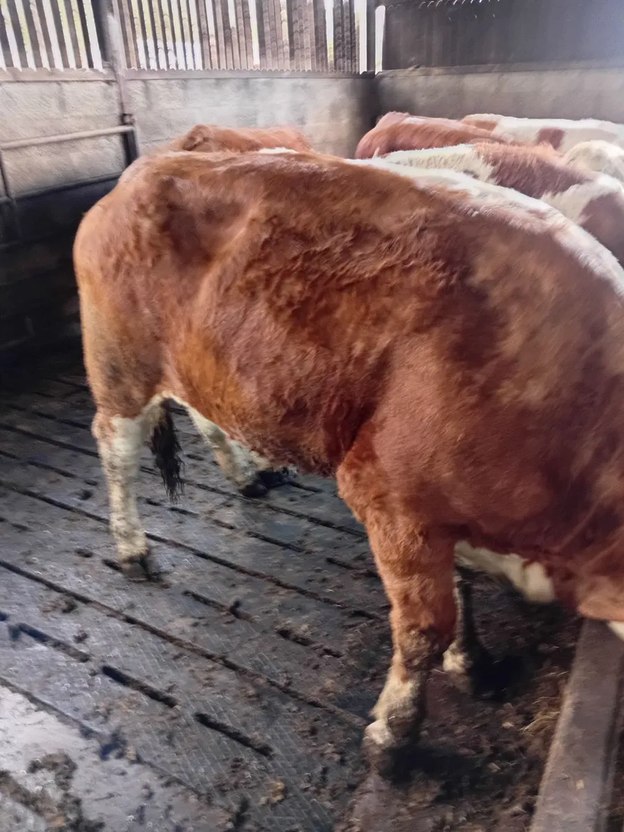 Simmental heifers - Image 3