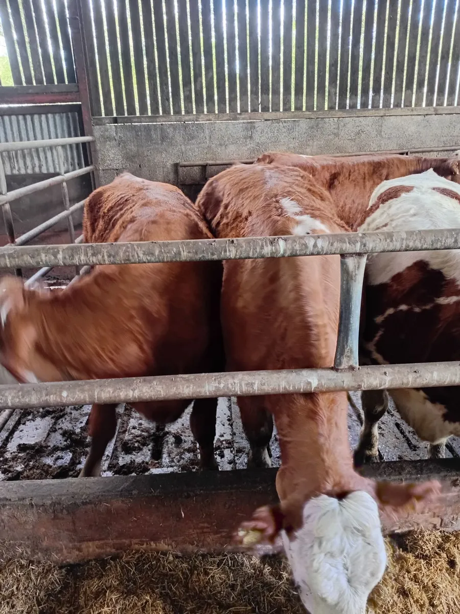 Simmental heifers - Image 4