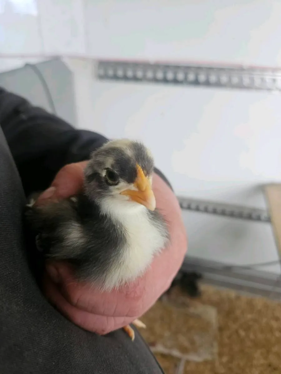 100 egg incubator wanted