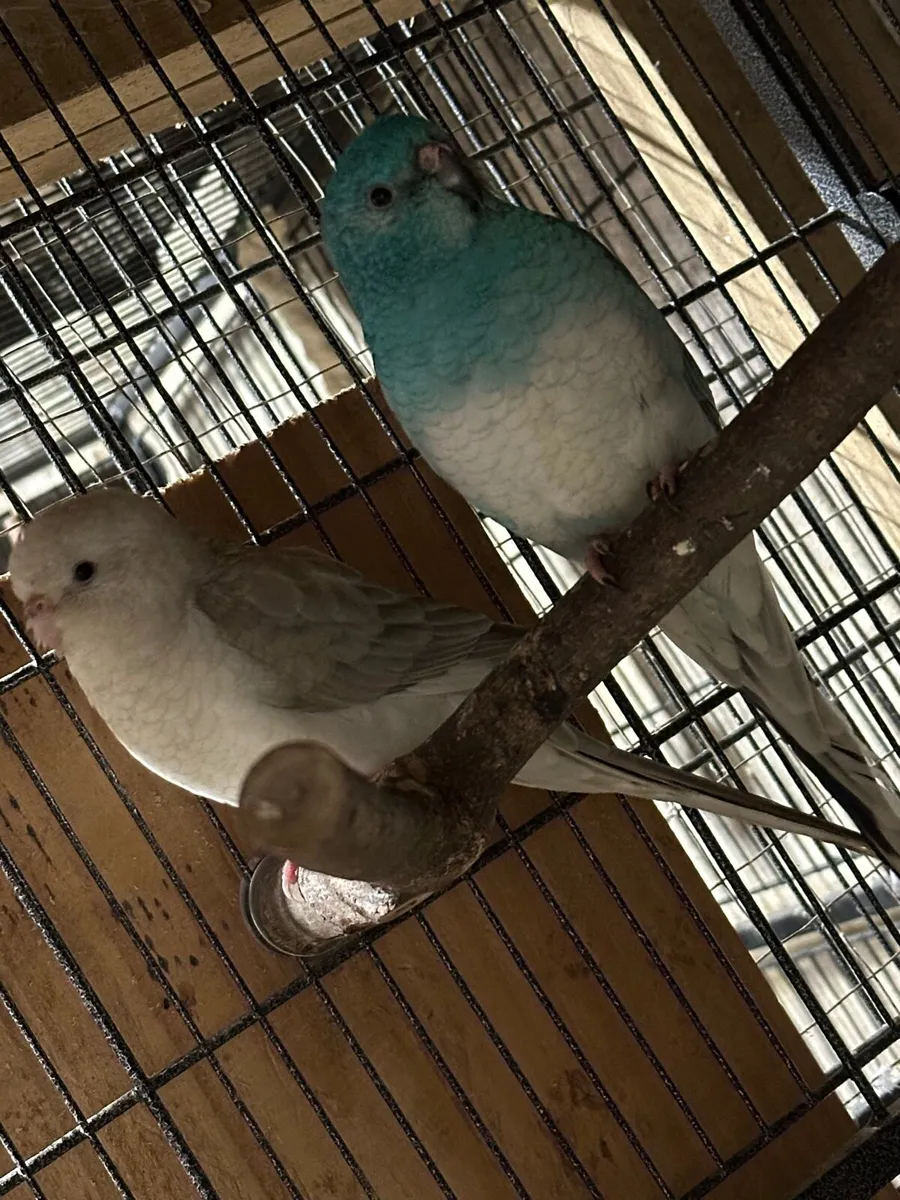 Redrump parrot chicks - Image 1
