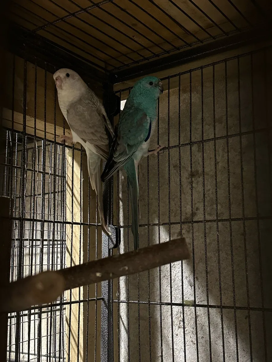 Redrump parrot chicks - Image 2