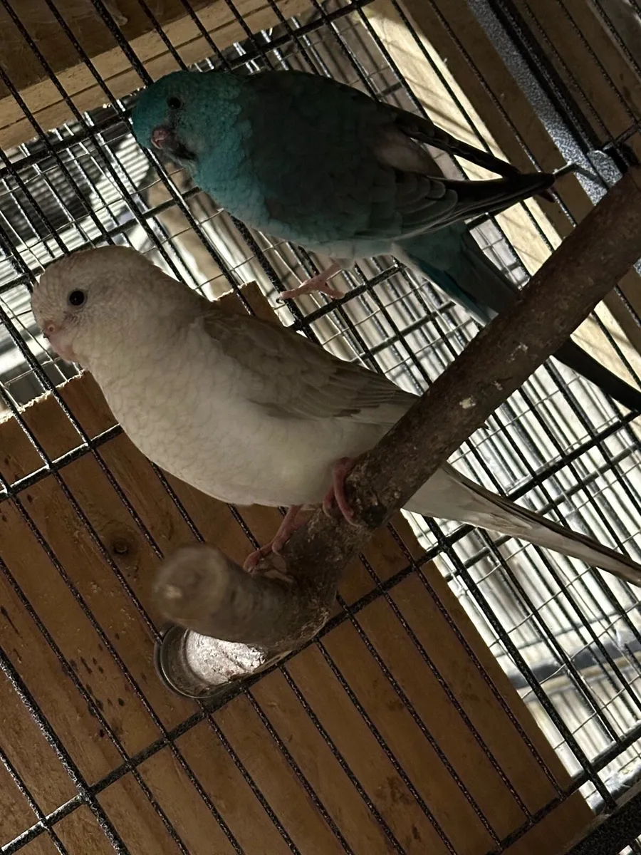 Redrump parrot chicks - Image 3