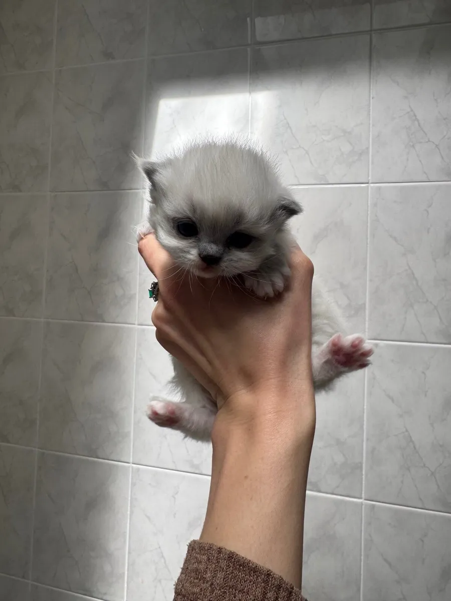 Ragdoll kittens - Image 1