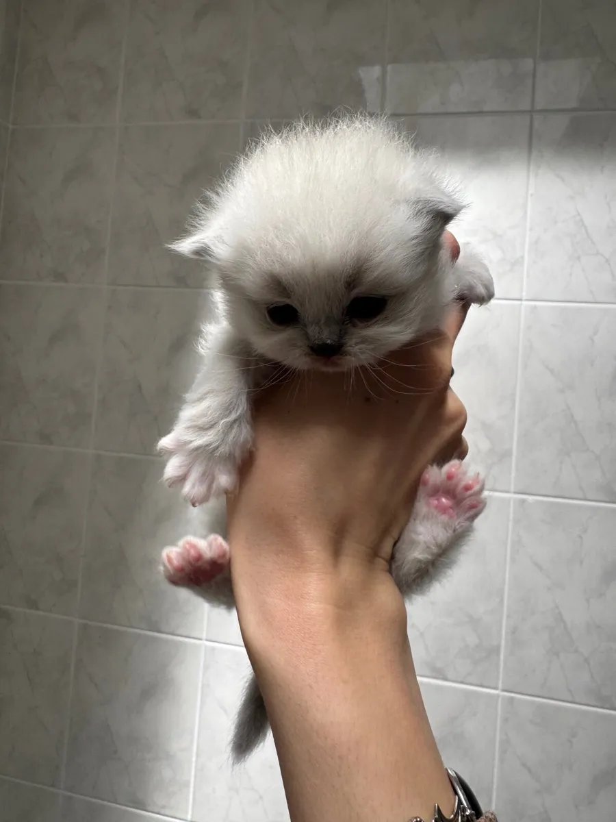 Ragdoll kittens - Image 2
