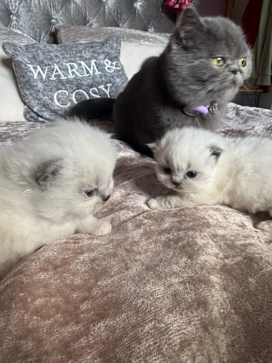 Ragdoll kittens - Image 3