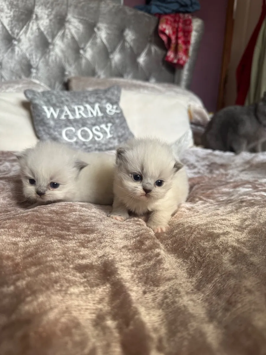 Ragdoll kittens - Image 4