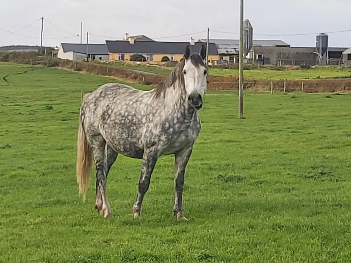 Irish Sporthorse ISH Broodmare - Image 1