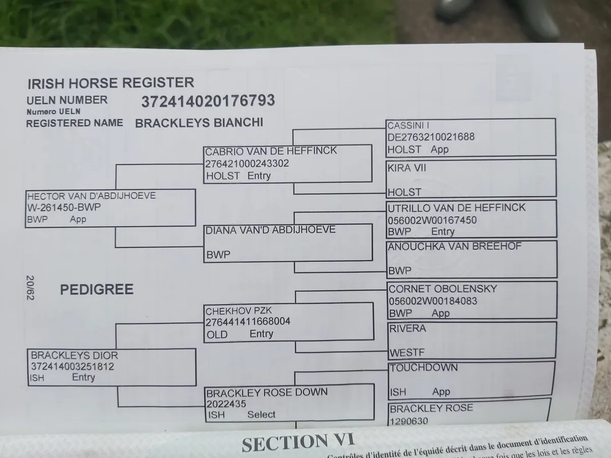 Irish Sporthorse ISH Broodmare - Image 2