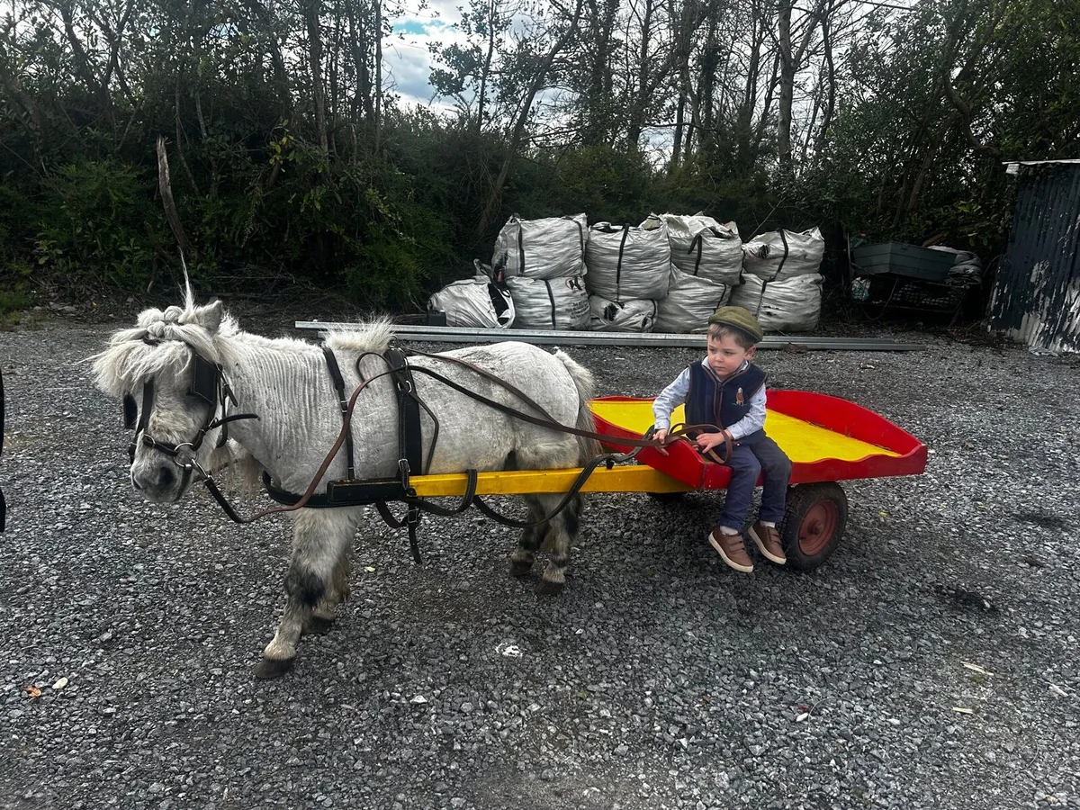 ☘️ Riding and driving Shetland pony for sale ☘️ - Image 1