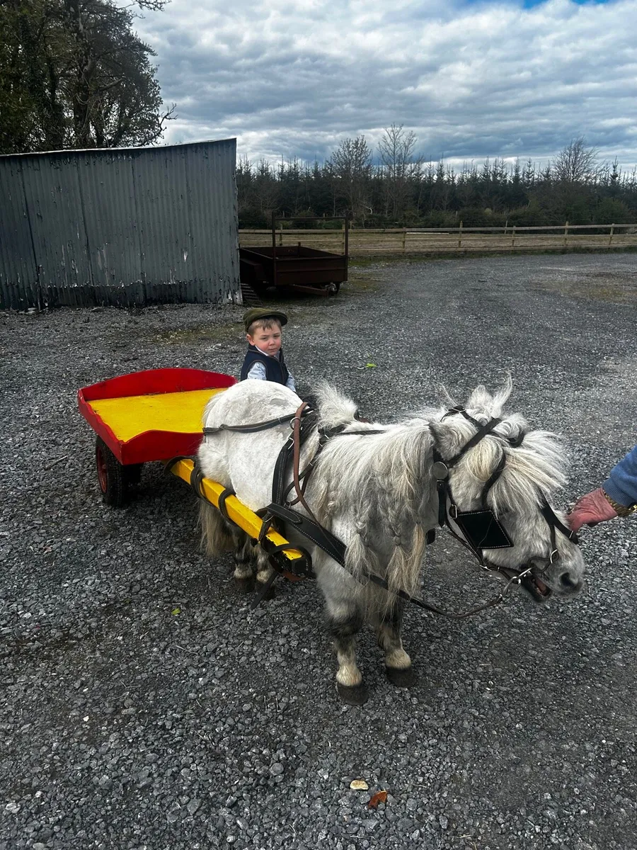 ☘️ Riding and driving Shetland pony for sale ☘️ - Image 2