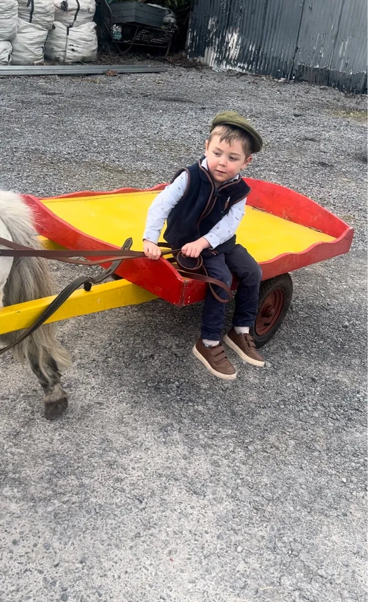 ☘️ Riding and driving Shetland pony for sale ☘️ - Image 3