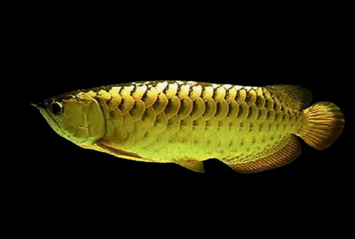 Golden Cross Back Arowana